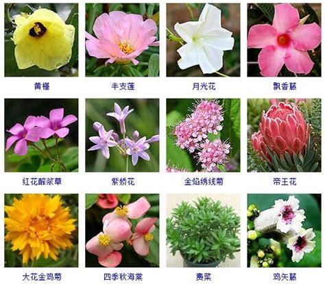 花的名字和图片